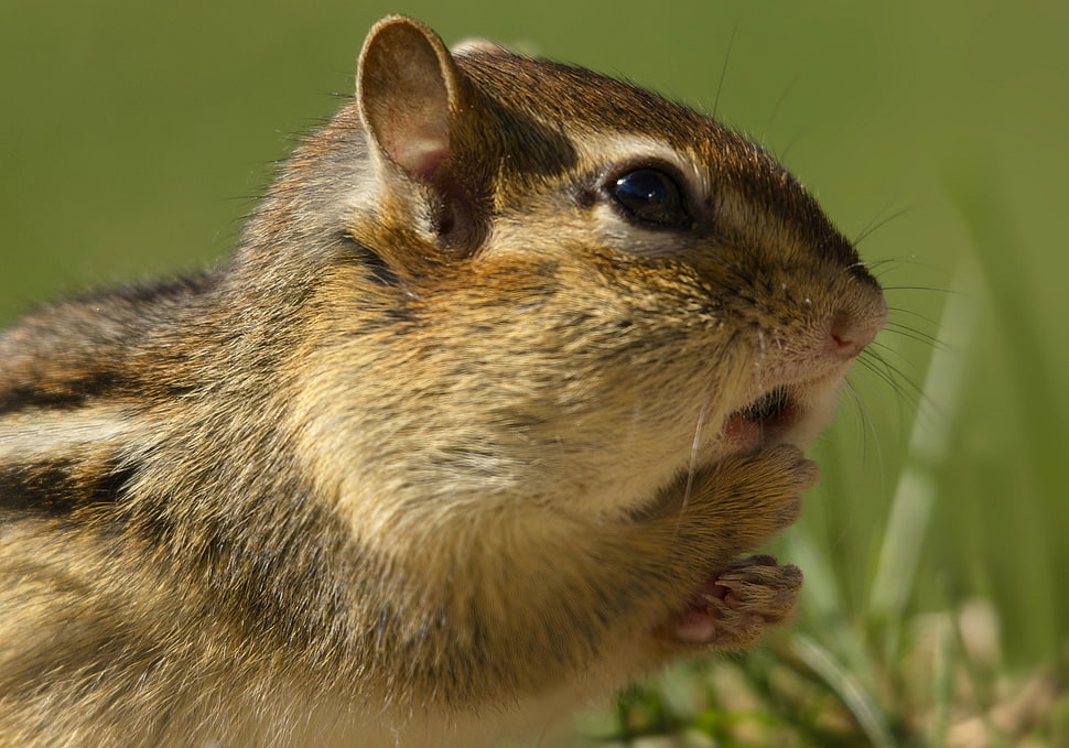 close-up photography of squirrel HD wallpaper